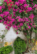 Spring Purple Flowers Backdrop for Photography SBH0361