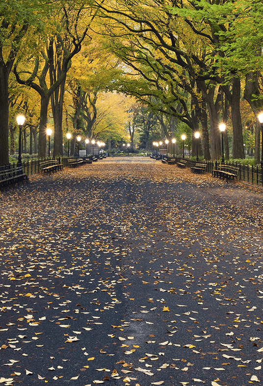Autumn Central Park Literary Walk Photography Backdrop SBH0621