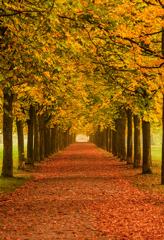 Autumn Leaves Falling Themes Backdrop for Photo SBH0622