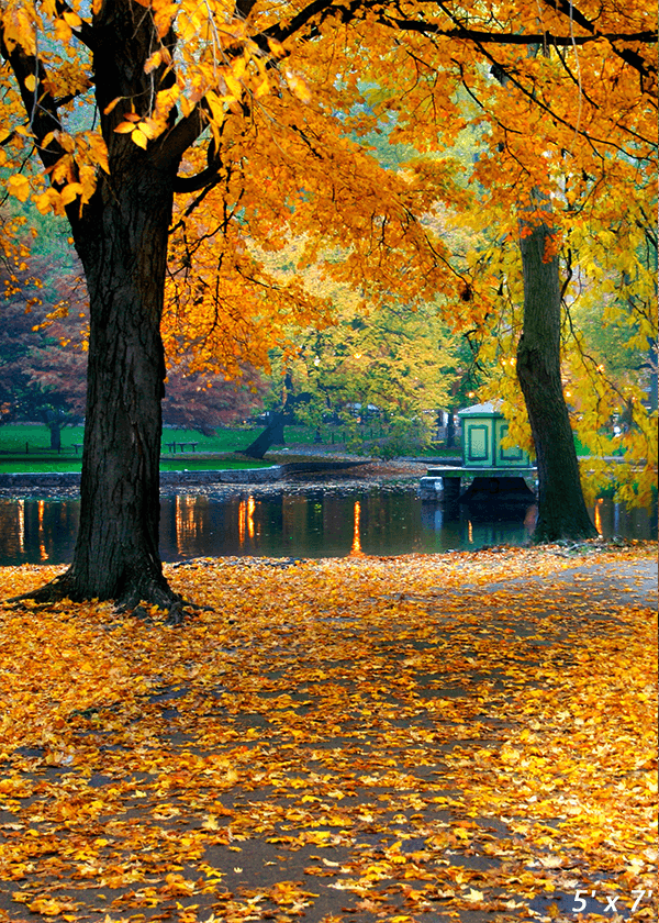 Autumn Leaves Background Backdrop for Photography SBH0634