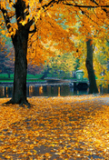 Autumn Leaves Background Backdrop for Photography SBH0634
